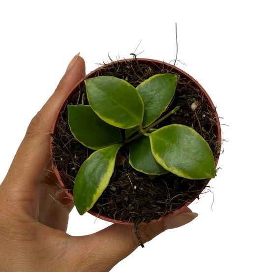 Hoya heuschkeliana albomarginata - pot de 8cm - plantes d'intérieur
