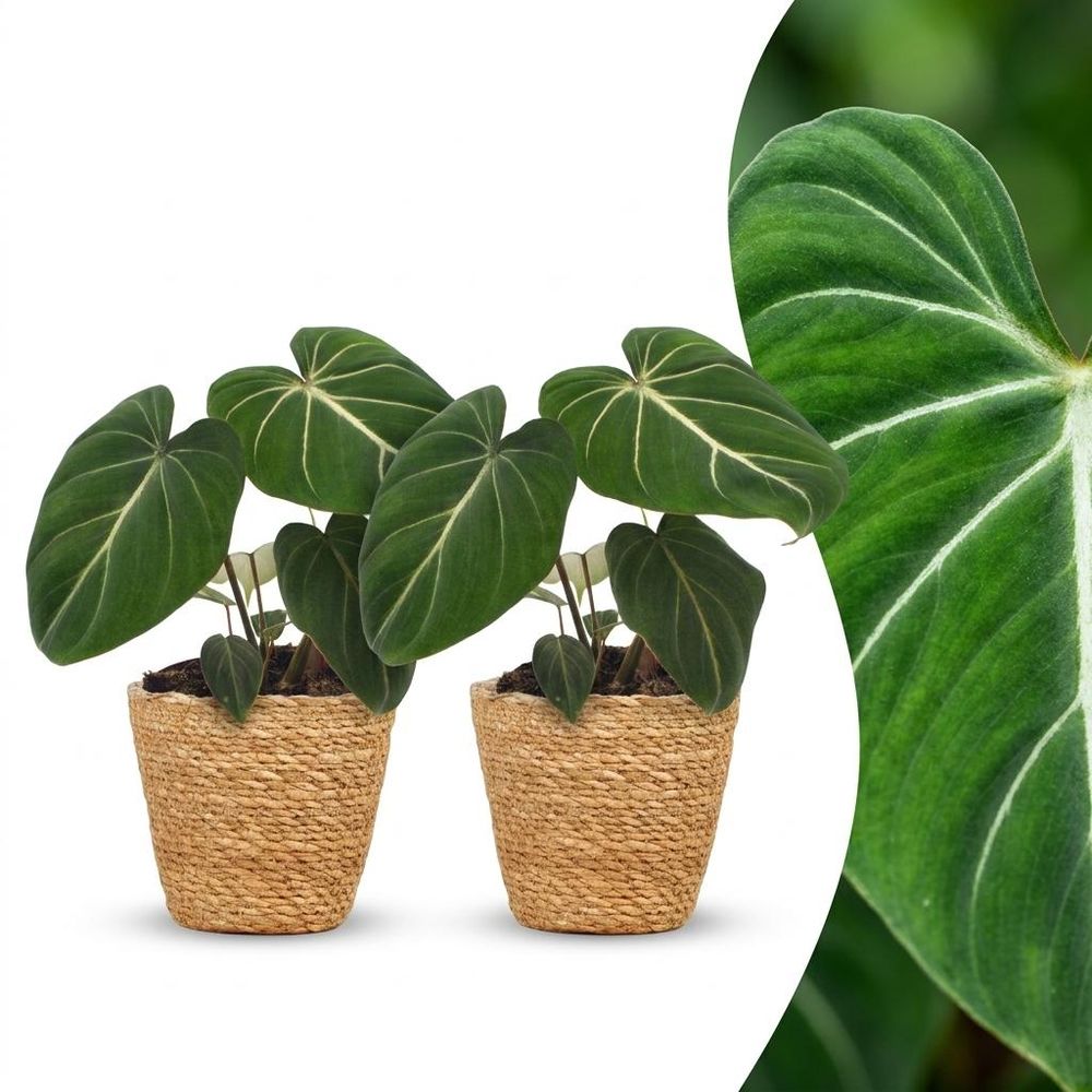 Philodendron gloriosum - pot de 12cm - plantes d'intérieur