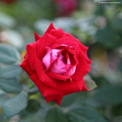 Rosier paysager 'belle de grasse' pot de 4l/5l