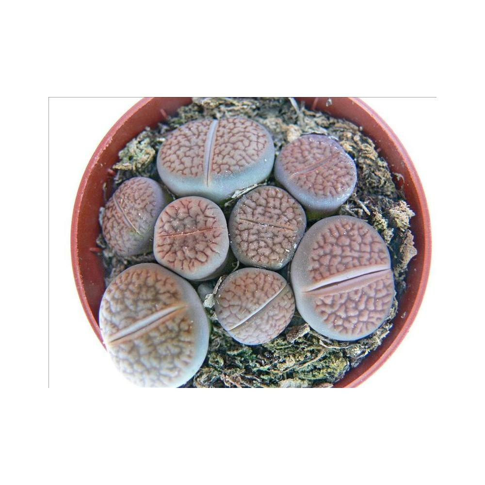 Lithops - pierres vivantes - plusieurs plantes en pot de 8,5cm