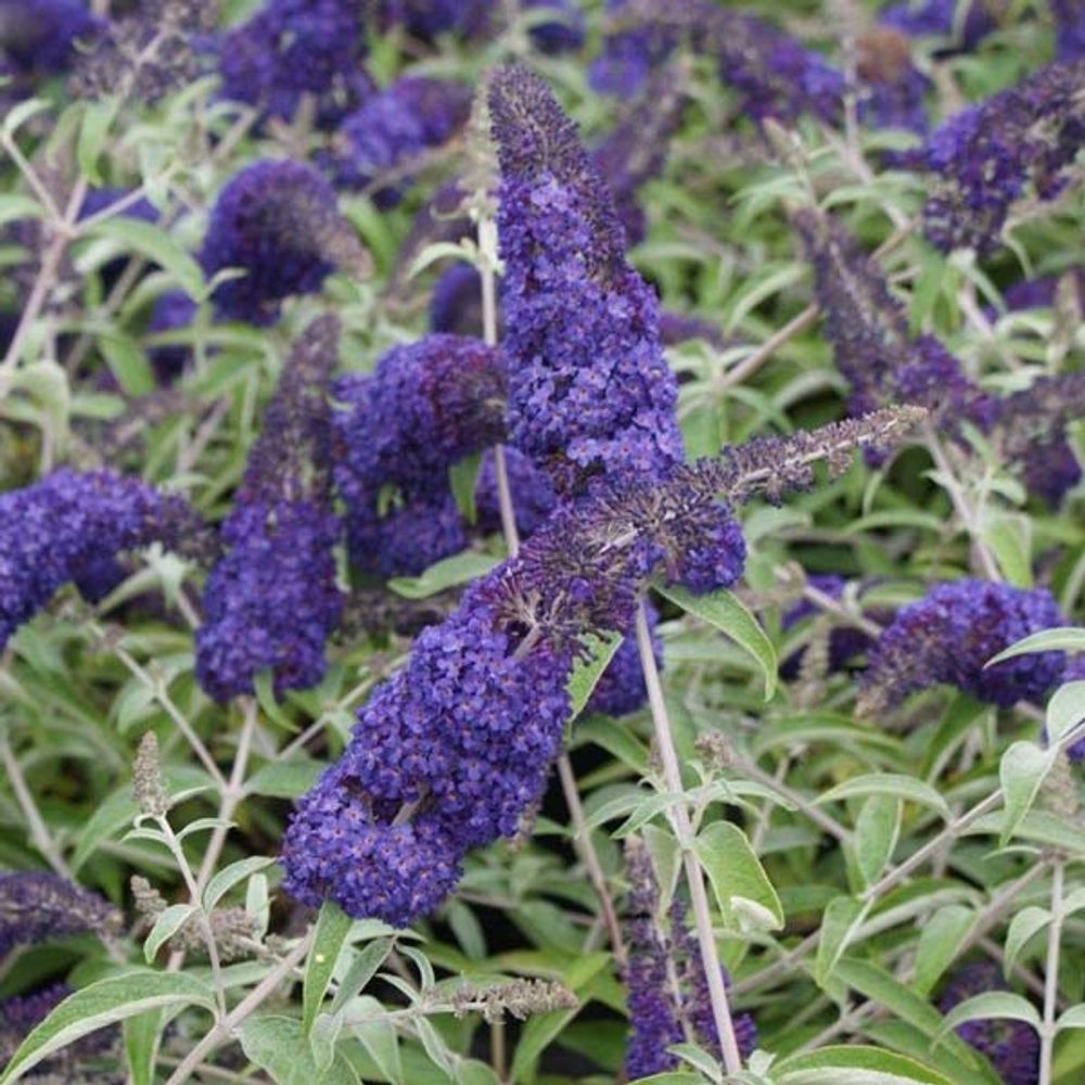 Arbre aux papillons 'adonis blue'® godet de 8/9 cm
