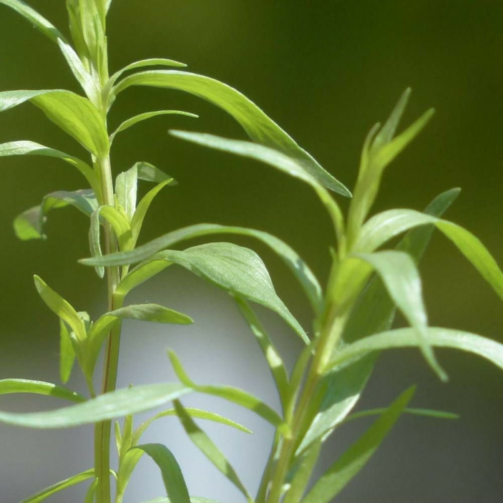 Graines d'estragon de russie - vilmorin sachet