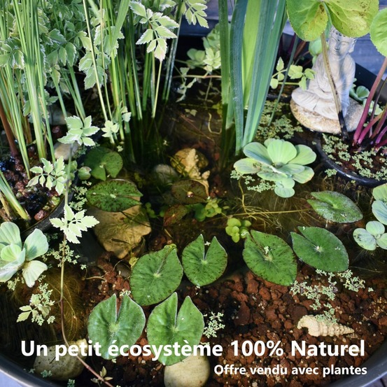 Bassin d’agrément clé en main 60 litres + accessoires + oxygénateur + fontaine + pack 7 plantes mi-soleil