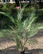 Palmier areca artificiel tres large et dense en pot h 180 cm - dimhaut: h 180 cm