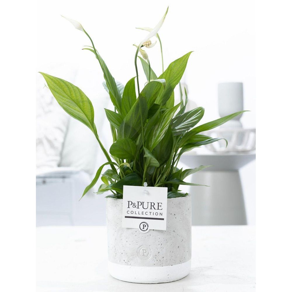Fleur de lune - spathiphyllum - en pot céramique vert jade - ø12cm - ↕35cm - plante d’intérieur