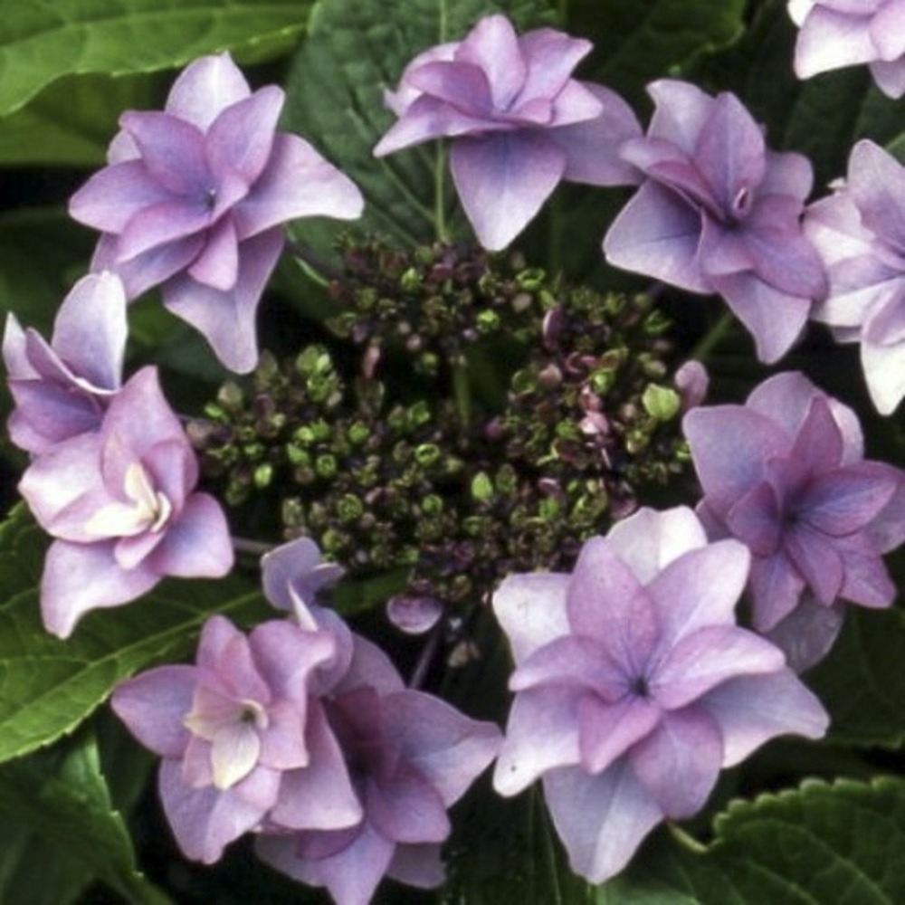 Hortensia 'etoile violette' pot de 2l/3l