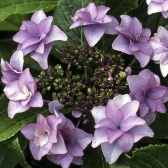Hortensia 'etoile violette' pot de 2l/3l