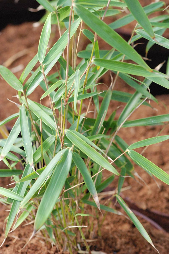 Bambou non traçant 'campbell' - en pot de 5 litres