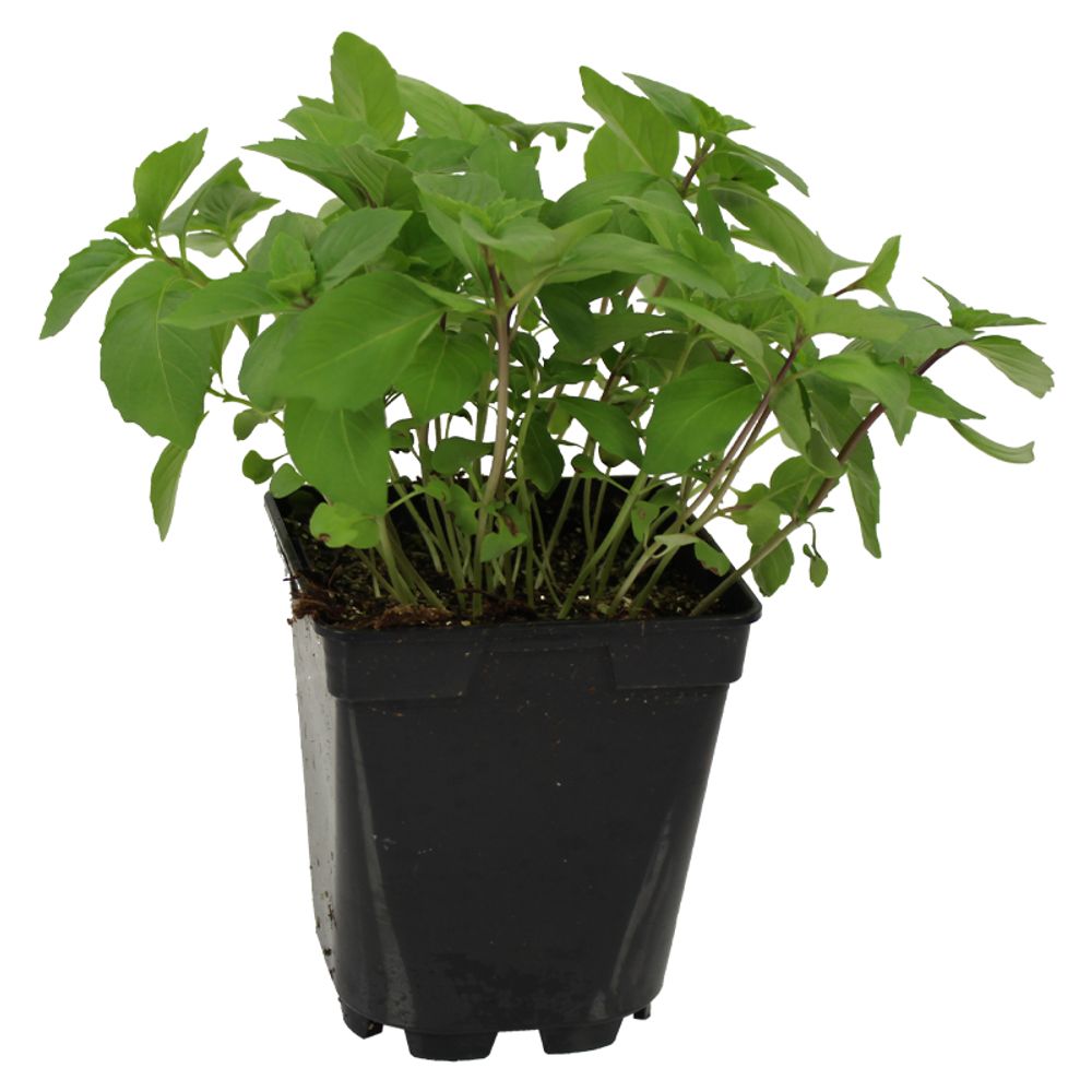 Basilic cannelle pac pot 1 l | Truffaut