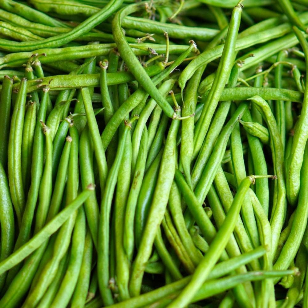 Graines de haricot nain mangetout delinel - vilmorin sachet