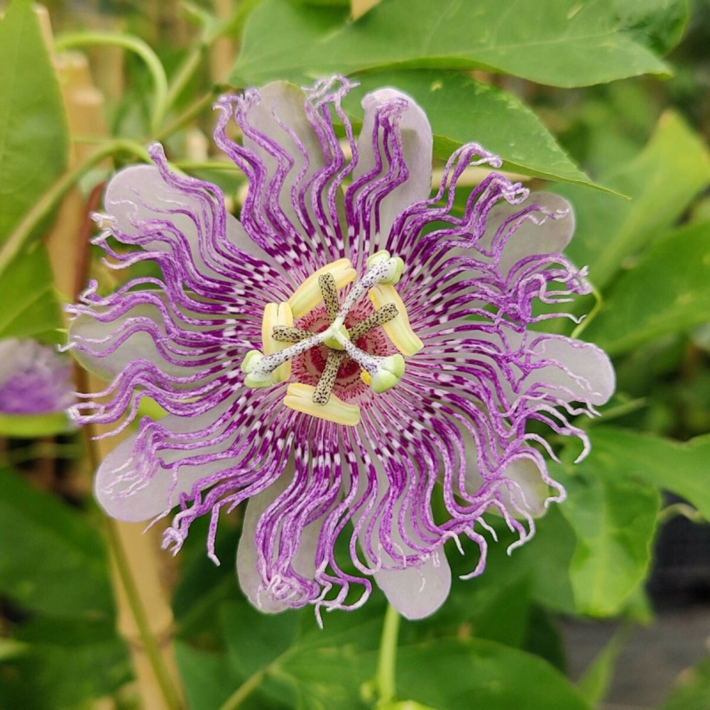 Passiflore cooltropics® eia popeia® godet - 5/20 cm