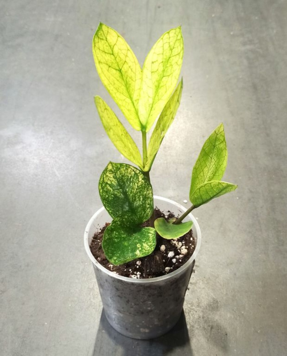 Zamioculcas zamiifolia chameleon d. 12cm h. 30cm - plante d'intérieur