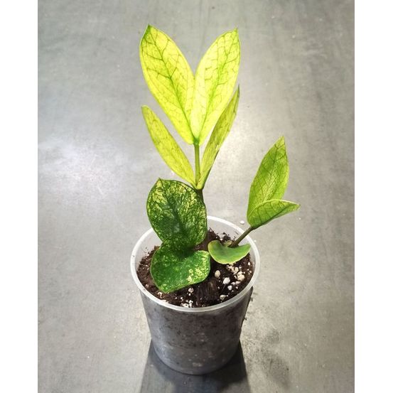 Zamioculcas zamiifolia chameleon d. 12cm h. 30cm - plante d'intérieur