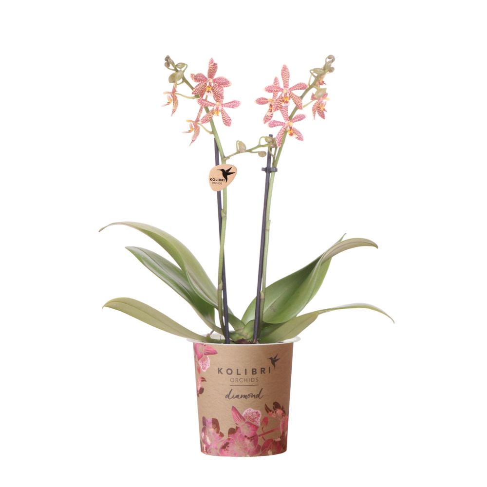 Orchidée phalaenopsis 'spider' orange (phalaenopsis) - pot de 9cm - plantes d'intérieur
