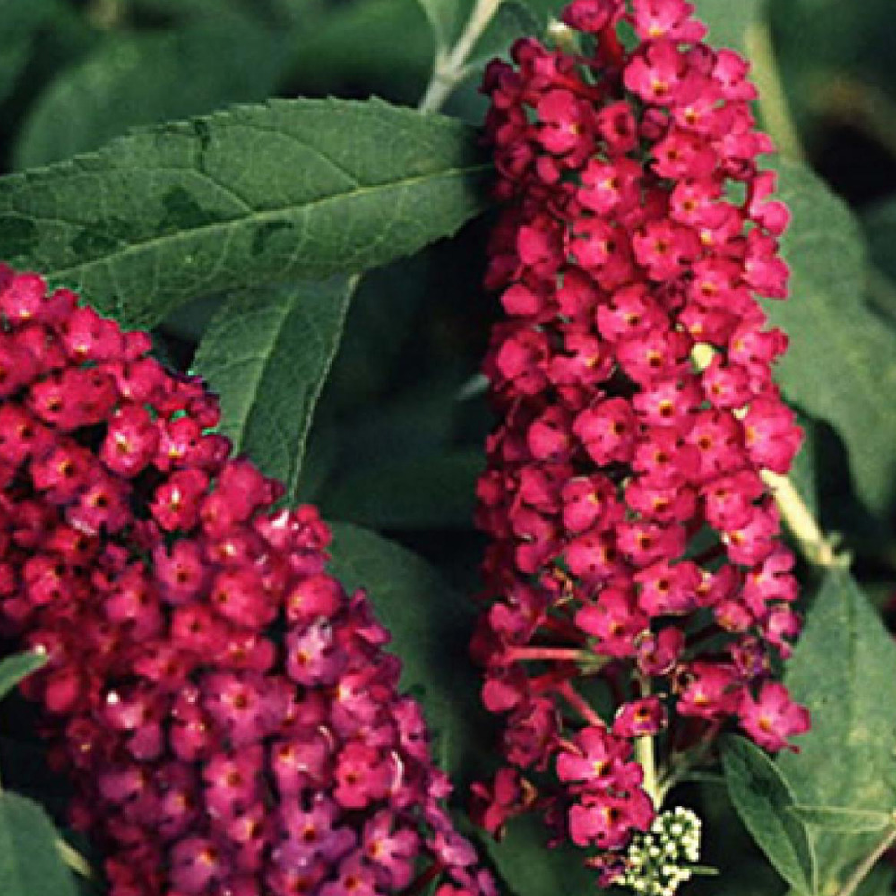2 x arbre aux papillons 'royal red' - buddleja davidii 'royal red'  - 40-60 cm pot