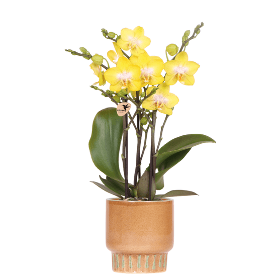Orchidée phalaenopsis 'albenga' jaune (phalaenopsis) - pot de 9cm - cognac ambré - plantes d'intérieur