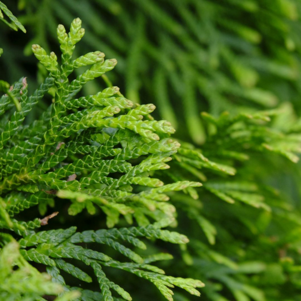 Thuya atrovirens - thuja plicata atrovirens 125/135cm
