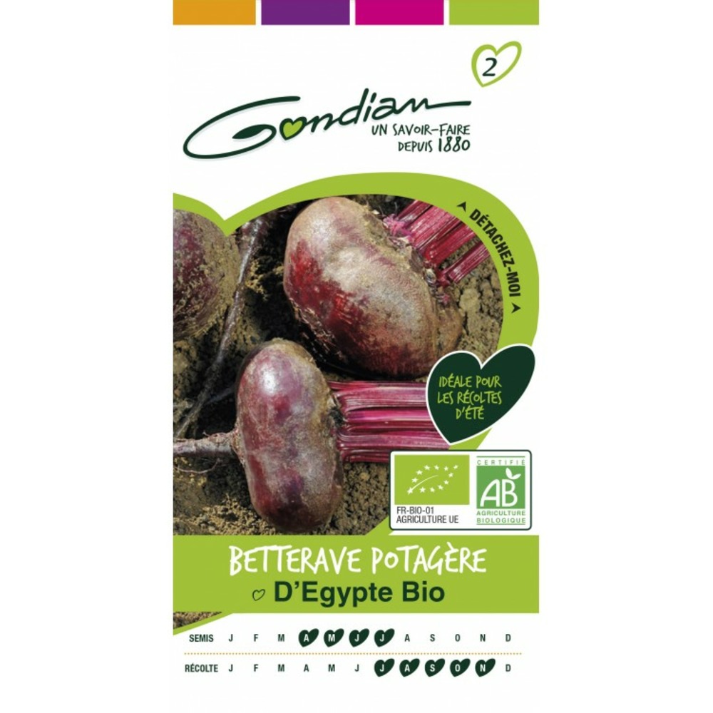 Betterave potagere d'egypte bio