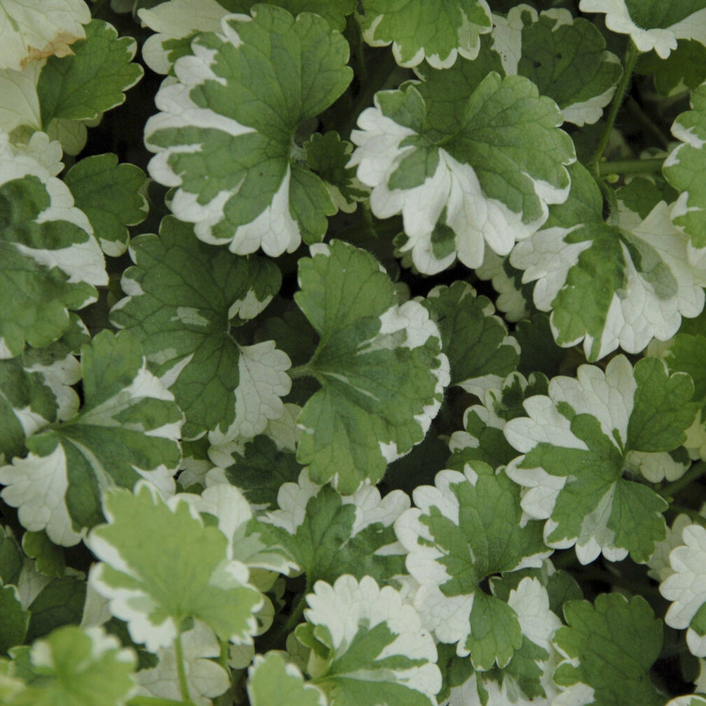 Lierre terrestre panaché - le pot / ø 9cm