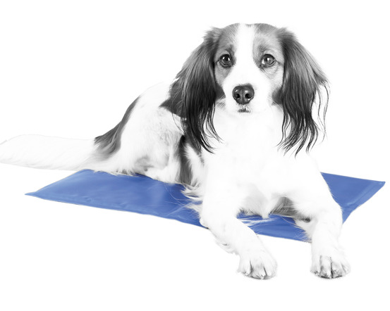 Matelas Rafraîchissant pour Chien 100Ã60cm