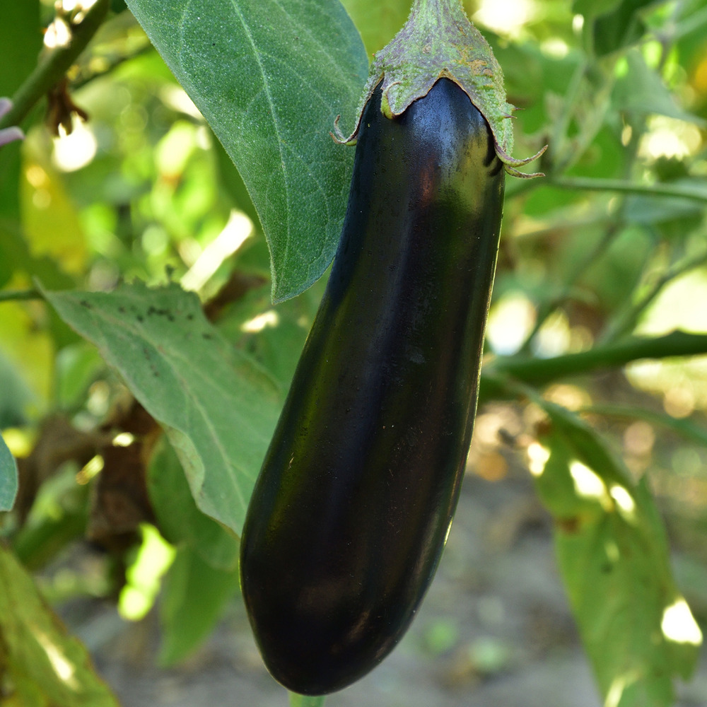 Aubergine 'baluroi' hyb f1 le sachet de 35 graines environ (0,2g)