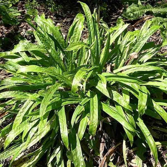 Laîche à feuilles de plantain pot de 1l/1,5l