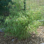 Bambou non traçant rufa/fargesia rufa[-]pot de 10l - 60/80 cm