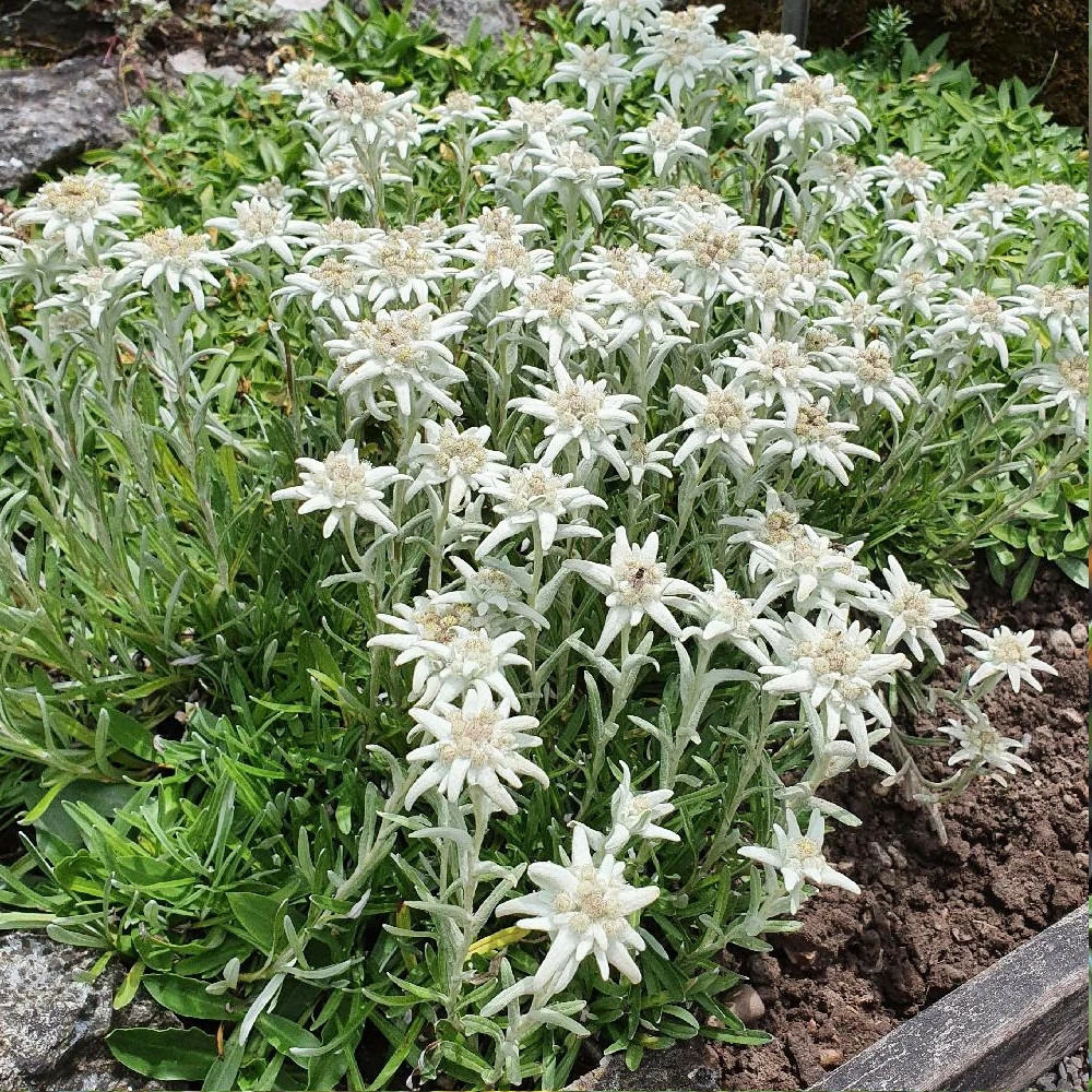 Edelweiss des alpes lot de 5 godets