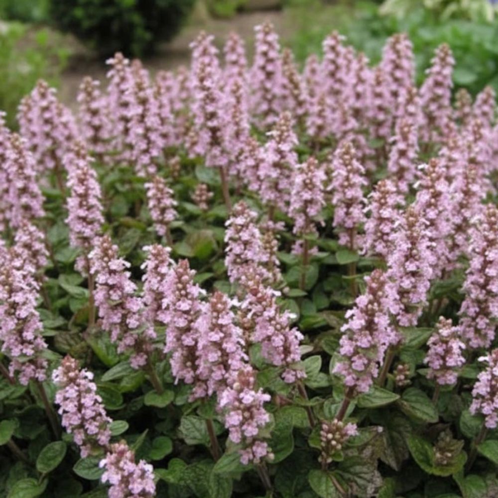 Bugle rampante rose, ajuga lot de 5 godets