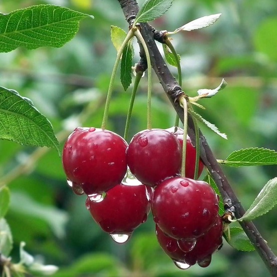 Cerisier nain pleureur griotella® 'frumi' pot de 7,5l - 40/60 cm