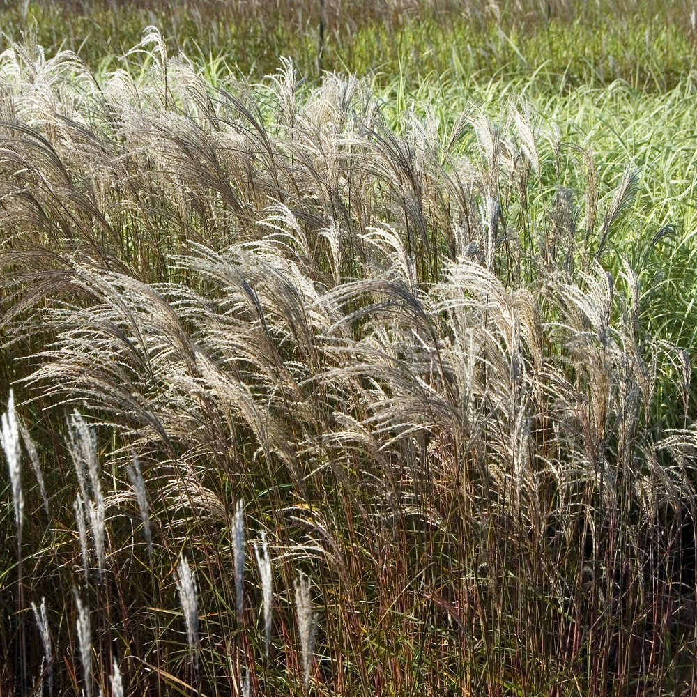 Eulalie adagio - le pot / 8cm