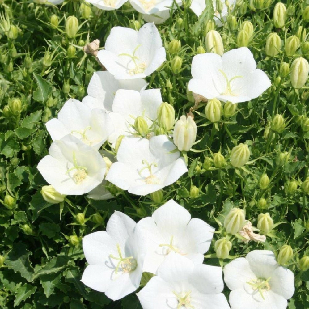 Campanule naine des carpates blanche godet - 5/20 cm