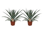 Ananas comosus - set de 2 - pot 14cm - hauteur 45-55cm - plante d'intérieur - plante anti-ronflement