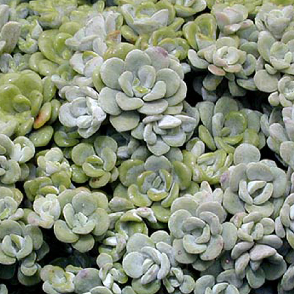 6 x orpin spatulée 'cape blanco' - sedum spathulifolium 'cape blanco'  - godet 9cm x 9cm