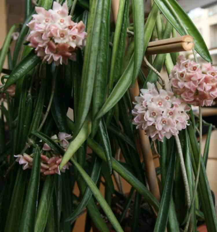 Hoya shepherdii (fleur de porcelaine, fleur de cire) taille pot de 2 litres - 20/40 cm -   blanc et rose