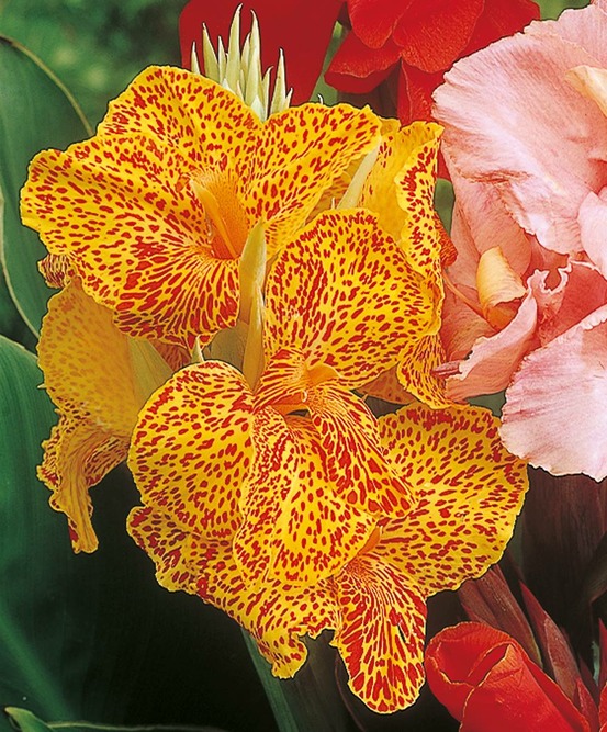 Canna tigre - 1 bulbe