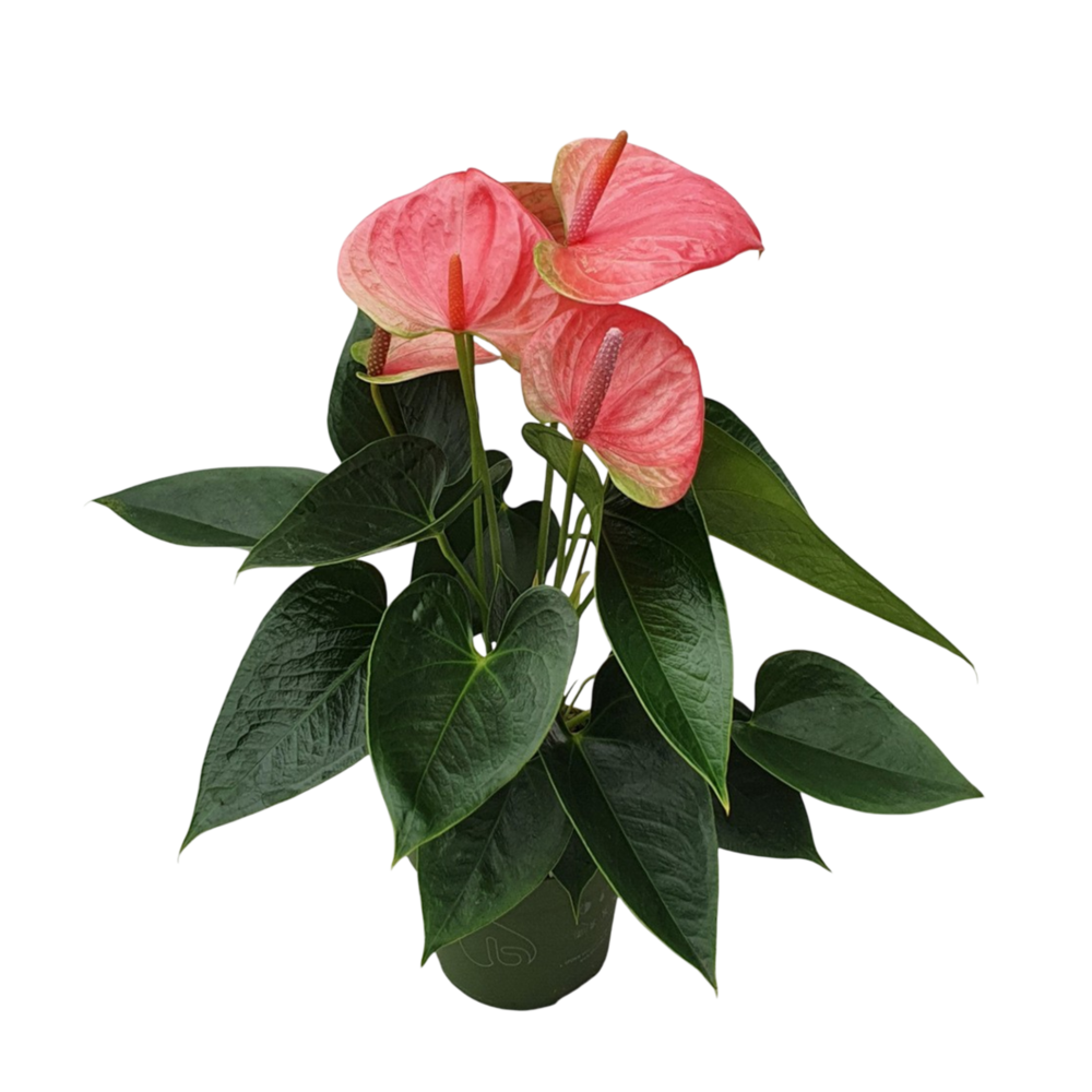 Langue de feu - anthurium 'sweet dream' - hauteur 35-45cm - ø12cm