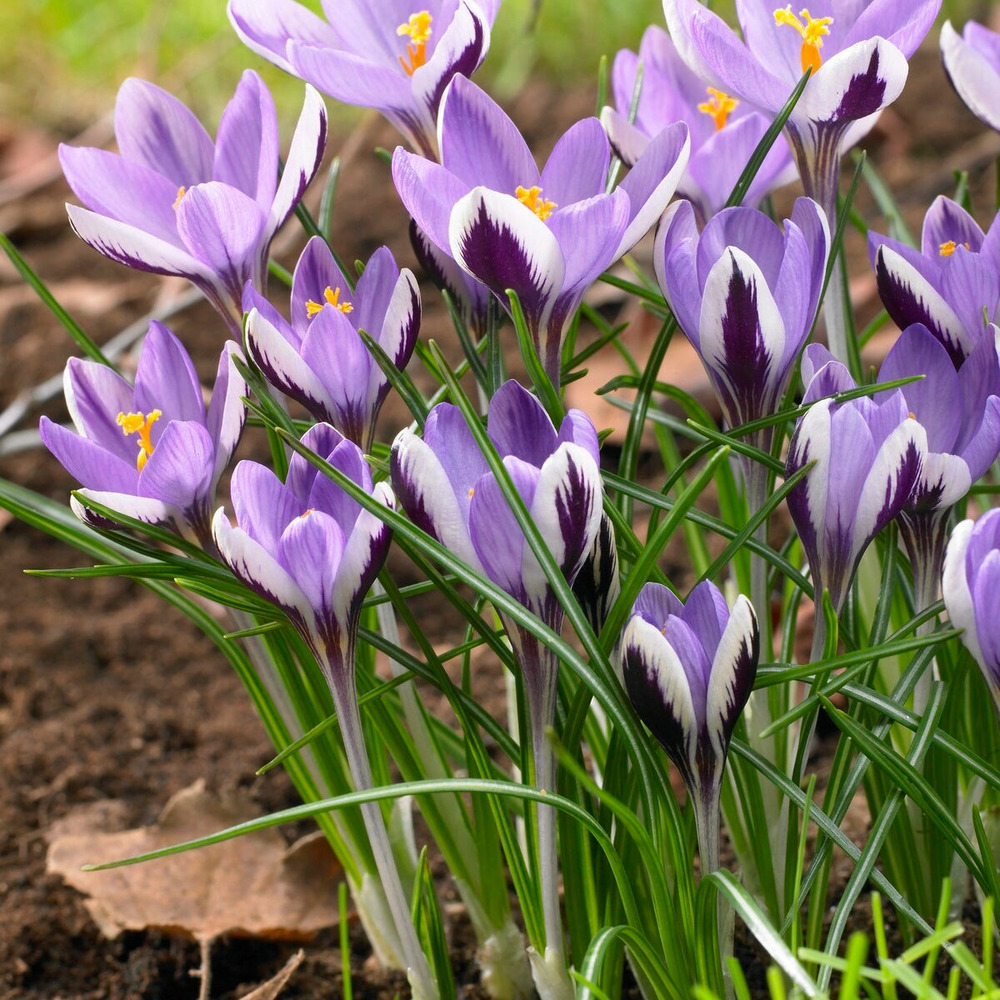 10 crocus spring beauty - le sachet de 10 bulbes / circonférence 5-6cm, vendu par lot de 4