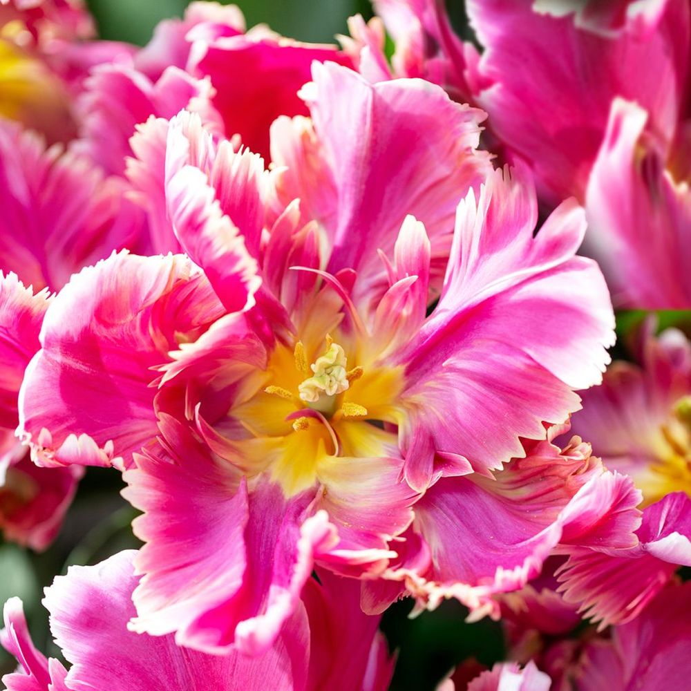 Tulipe perroquet 'estella rijnveld' bulbe calibre 11+ (par 6)