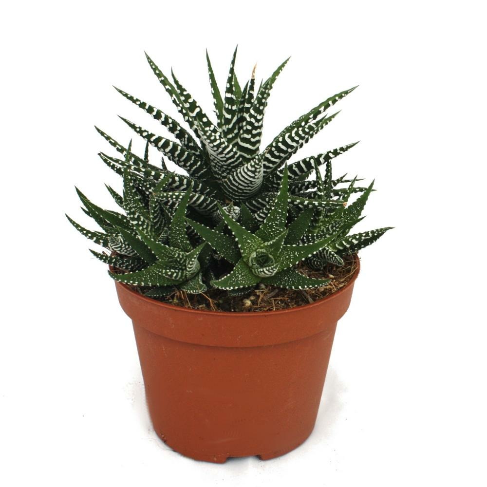 Haworthia fasciata - zebra haworthie - en pot de 10,5 cm