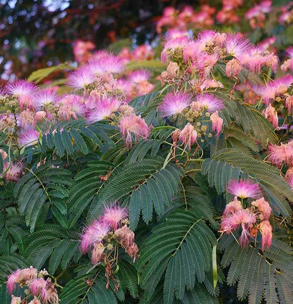 Albizia julibrissin (arbre à soie rose - acacia de constantinople) pot de 30l 200cm