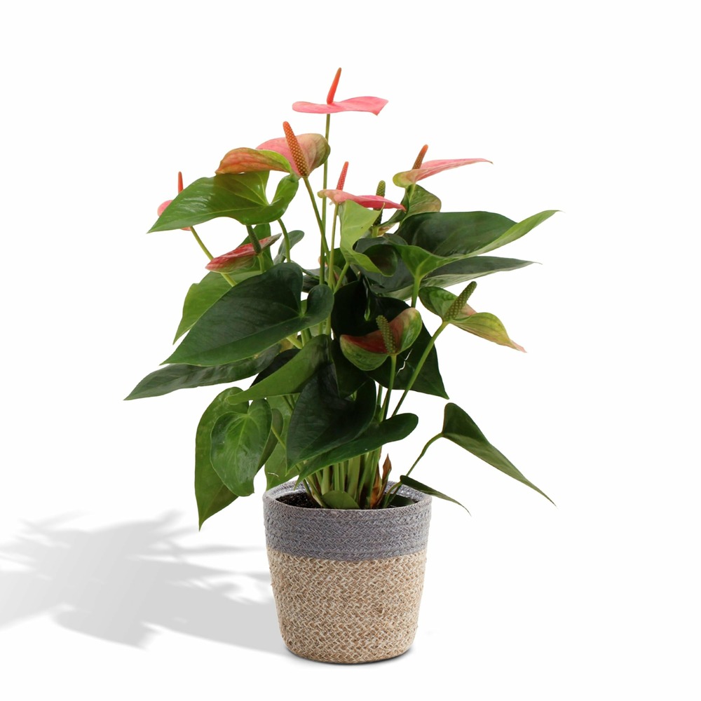 Truffaut Plante D Interieur