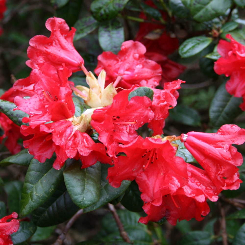 Rhododendron 'scarlet wonder' pot de 2l/3l