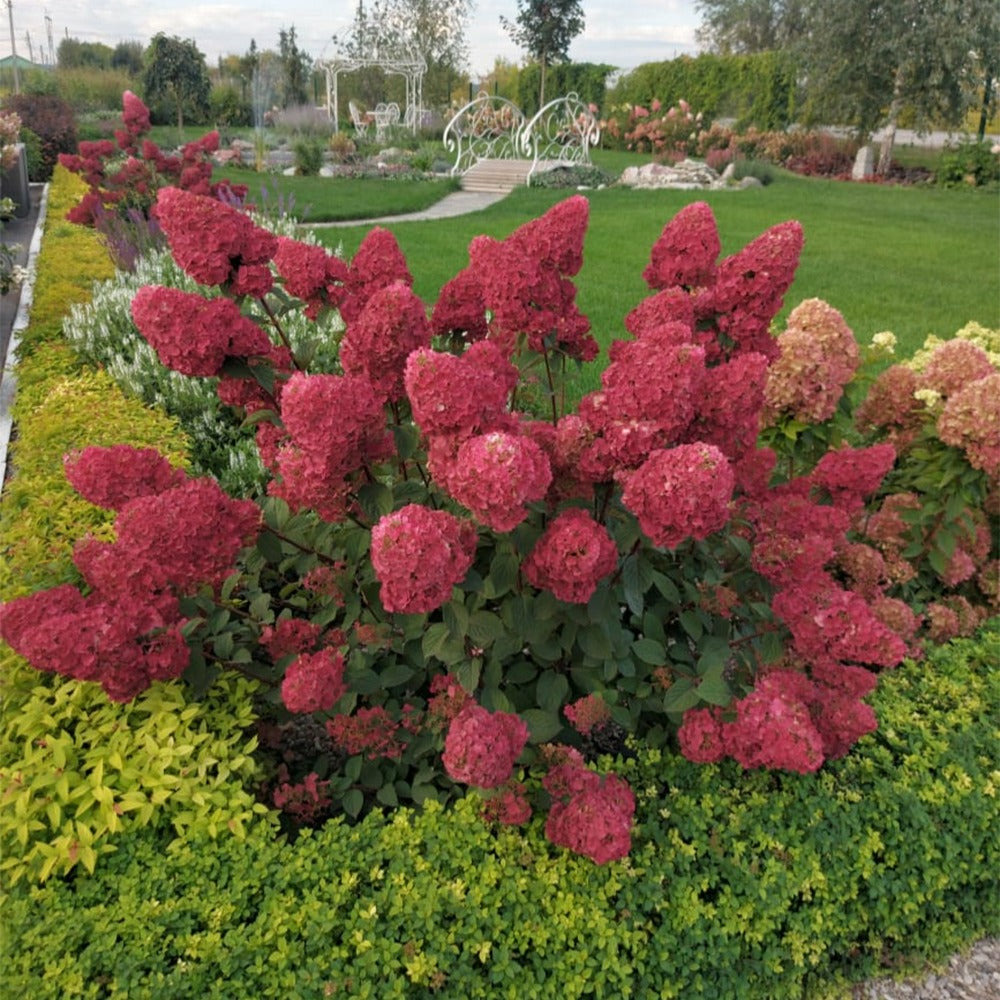 Hortensia paniculé framboisine® 'rensam' - le pot / 8cm