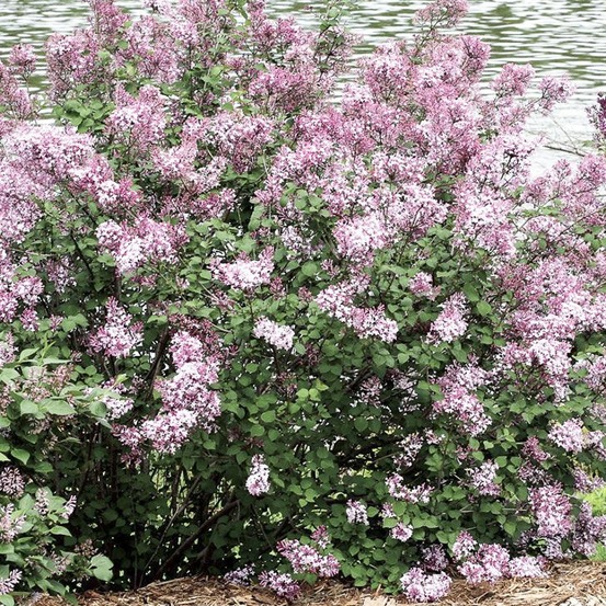 Lilas bloomerang 'bloomerang pink perfume' pot de 2l/3l