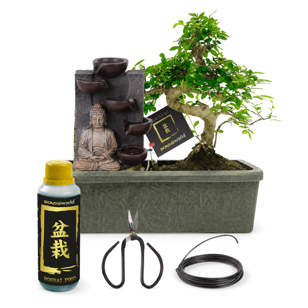 Bonsaï forme s - cascade bouddha - incl. Ciseaux et aliment