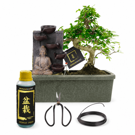 Bonsaï forme s - cascade bouddha - incl. Ciseaux et aliment