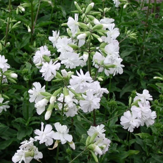 Saponaire alba plena lot de 9 godets
