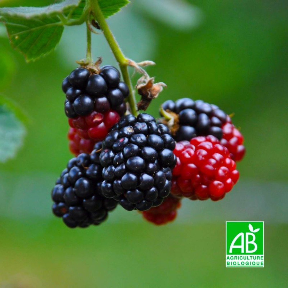 Mûre 'black satin' bio (rubus fruticosus 'black satin')
