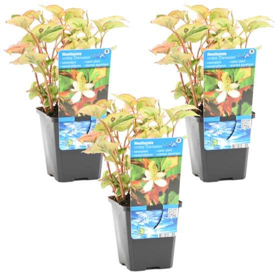 Lot de 3 - houttuynia cordata chameleon - doku-dami - 10-20 cm de haut - pot 9 cm